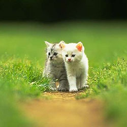 How Fast Will Your Cat Will Grow - The Important Stages In A Cat's Life